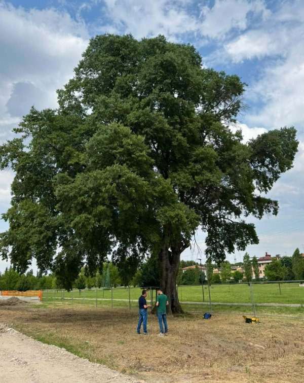Dopo la potatura