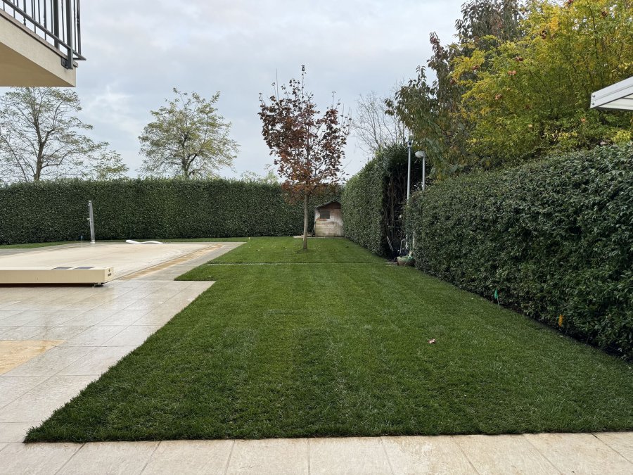 Semina prato Arsnaturae