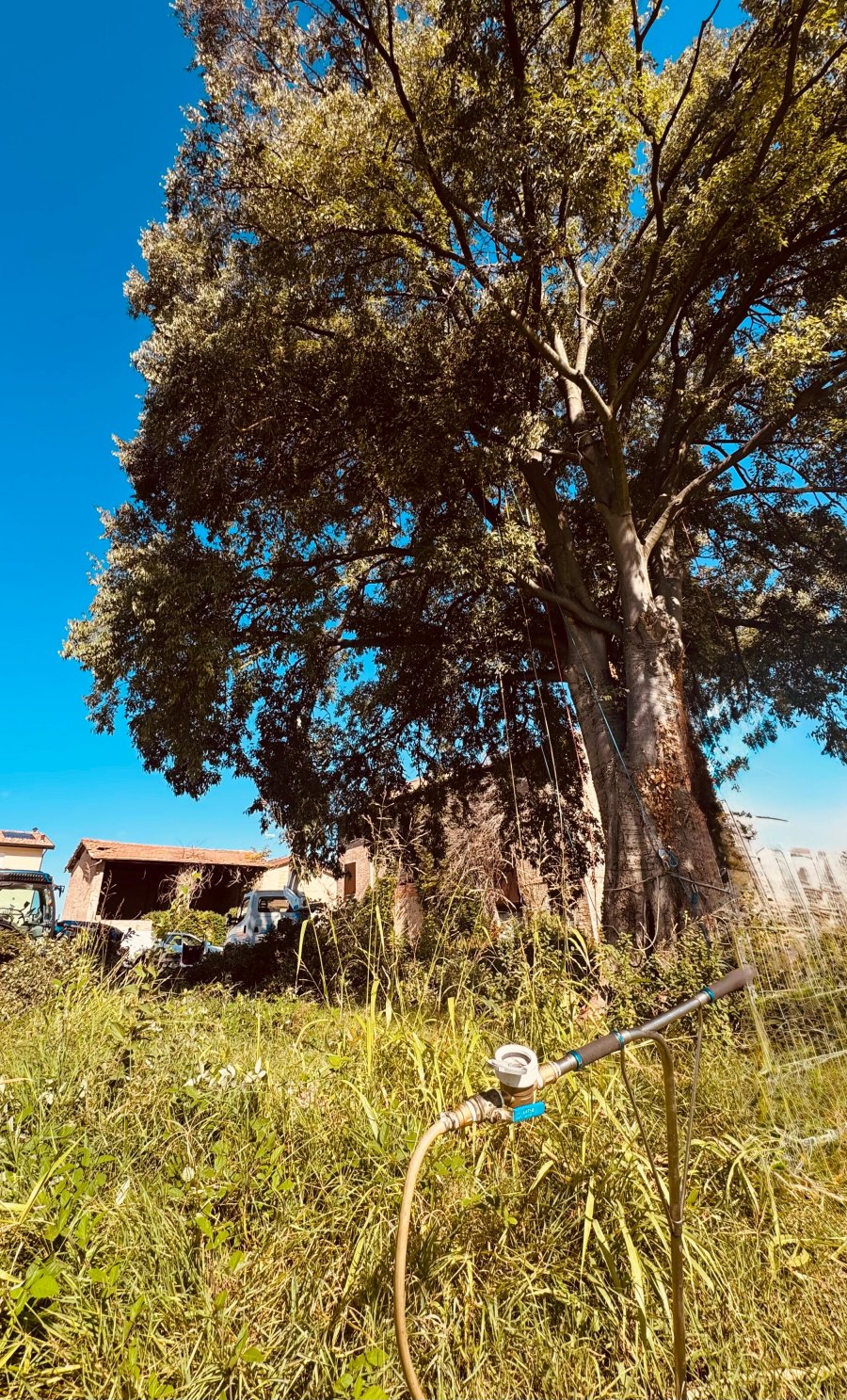 Trattamenti Quercus