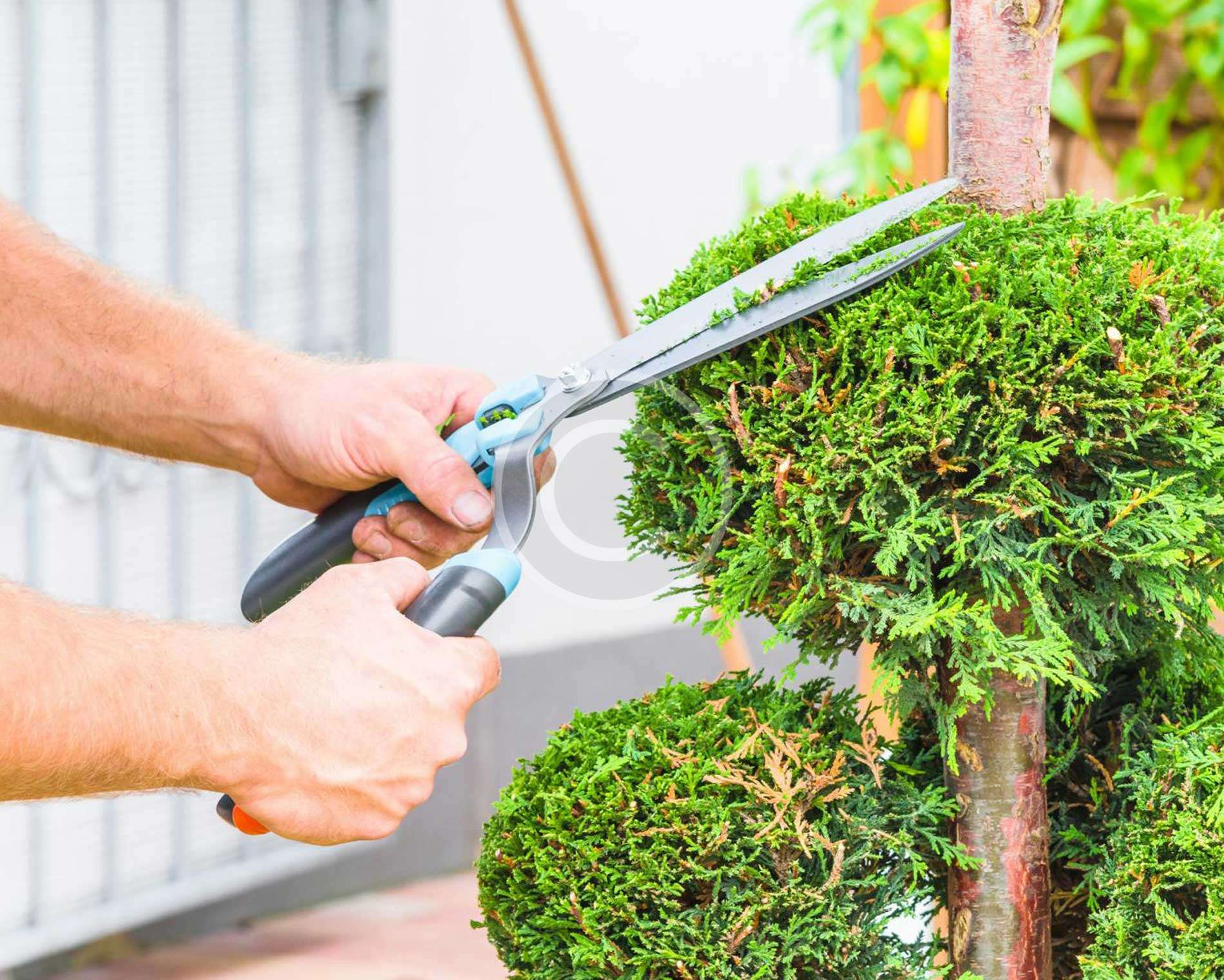 Proven Fact: Gardening Helps Immune System